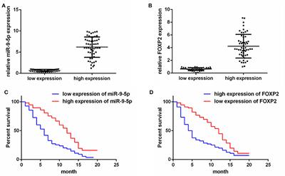 MiR-9-5p Inhibits Glioblastoma Cells Proliferation Through Directly Targeting FOXP2 (Forkhead Box P2)